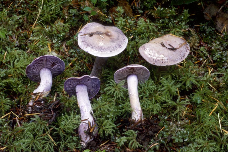 Cortinarius occidentalis